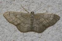 Idaea aversata