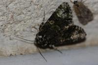 Craniophora ligustri