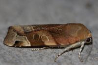 Noctua fimbriata