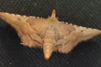 Endotricha flammealis