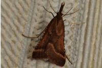 Synaphe punctalis