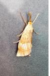 Chrysocrambus linetella