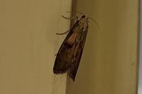 Aphomia sociella