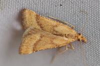 Synaphe punctalis