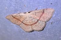 Cyclophora quercimontaria