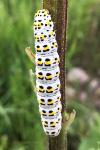 Cucullia verbasci