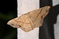 Cyclophora punctaria