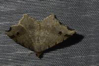 Macaria alternata