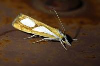 Catoptria pinella