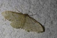Idaea fuscovenosa