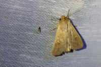 Mythimna ferrago