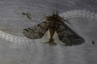 Thaumetopoea pityocampa
