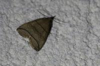 Herminia grisealis