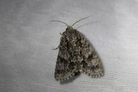 Acronicta auricoma