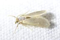 Acentria ephemerella