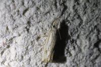 Catoptria falsella