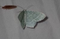 Jodis lactearia