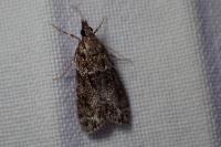 Eudonia mercurella