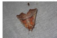 Scoliopteryx libatrix