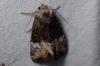Mesoligia furuncula