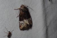 Mesoligia furuncula