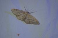 Idaea aversata