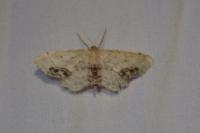 Idaea dimidiata