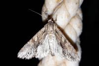 Apamea monoglypha monoglypha