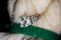 Eudonia