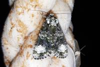 Craniophora ligustri