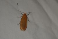 Wittia sororcula