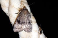 Amphipyra pyramidea/Amphipyra berbera