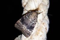 Amphipyra pyramidea/Amphipyra berbera