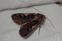 Xestia c-nigrum