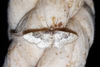 Idaea rusticata