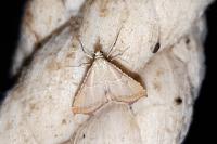 Endotricha flammealis