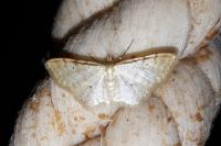 Idaea fuscovenosa
