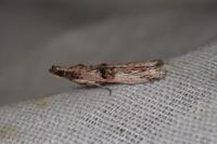 Nephopterix angustella