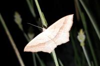 Scopula imitaria