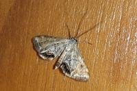 Cataclysta lemnata