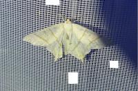 Ourapteryx sambucaria