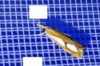 Catoptria pinella