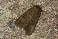 Hoplodrina