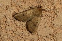 Hoplodrina