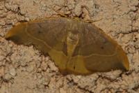 Watsonalla binaria