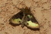 Diachrysia chrysitis/stenochrysis