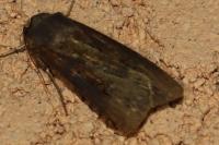 Agrotis ipsilon