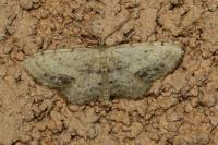 Idaea dimidiata