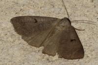 Lygephila pastinum