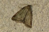 Photedes minima
